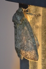 Misogada unicolor