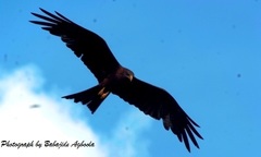 Milvus migrans parasitus