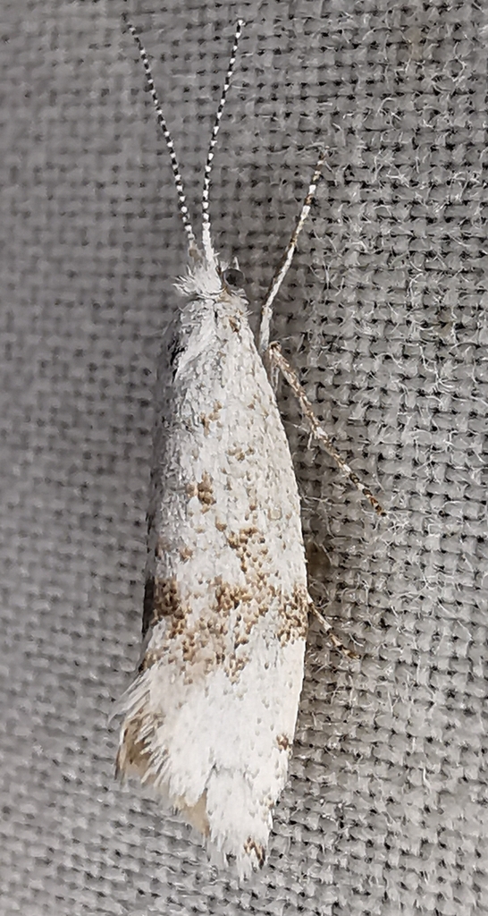 Phrealcia