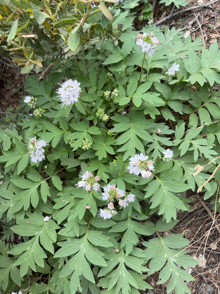 Wisconsin Waterleaf western waterleaf from Siskiyou County, US-CA, US on June 9, 2025 at 01 ...