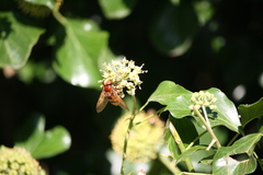 Volucella zonaria