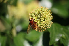 Volucella zonaria