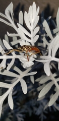 Holhymenia histrio