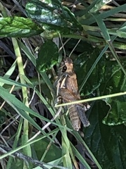 Melanoplus cinereus