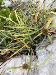 Cyperus planifolius