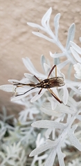Holhymenia histrio