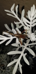 Holhymenia histrio