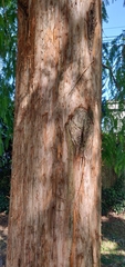 Metasequoia glyptostroboides