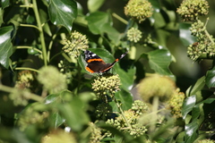 Vanessa atalanta
