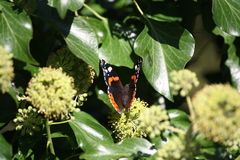 Vanessa atalanta