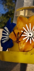 Polistes versicolor