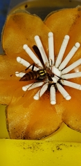 Polistes versicolor
