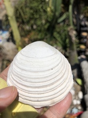 Semele decisa