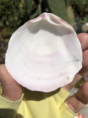 Semele decisa