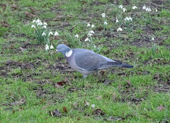 Columba palumbus