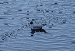 Chroicocephalus ridibundus