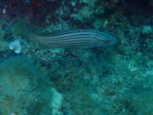 Epinephelus costae