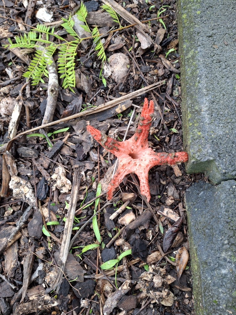 Clathrus archeri · June 2025 · photo: © clianthus (iNaturalist, cc-by)
