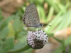 Hemiargus hanno