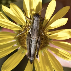 Melanoplus marginatus