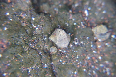 Tectarius striatus