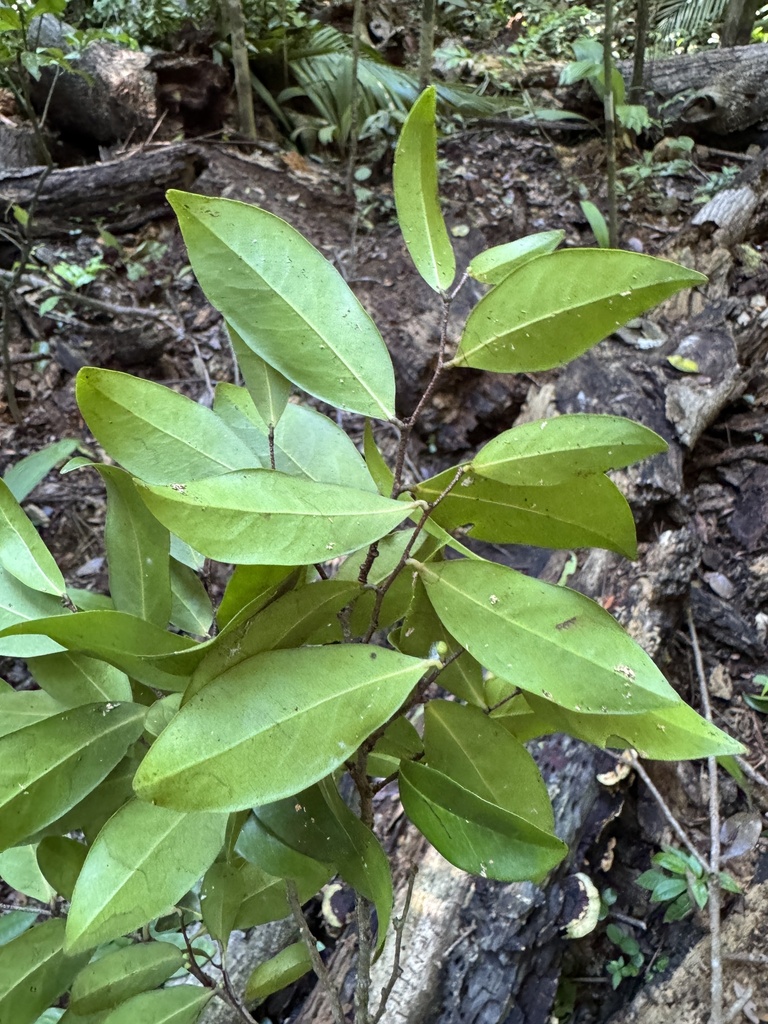 Oxandra martiana