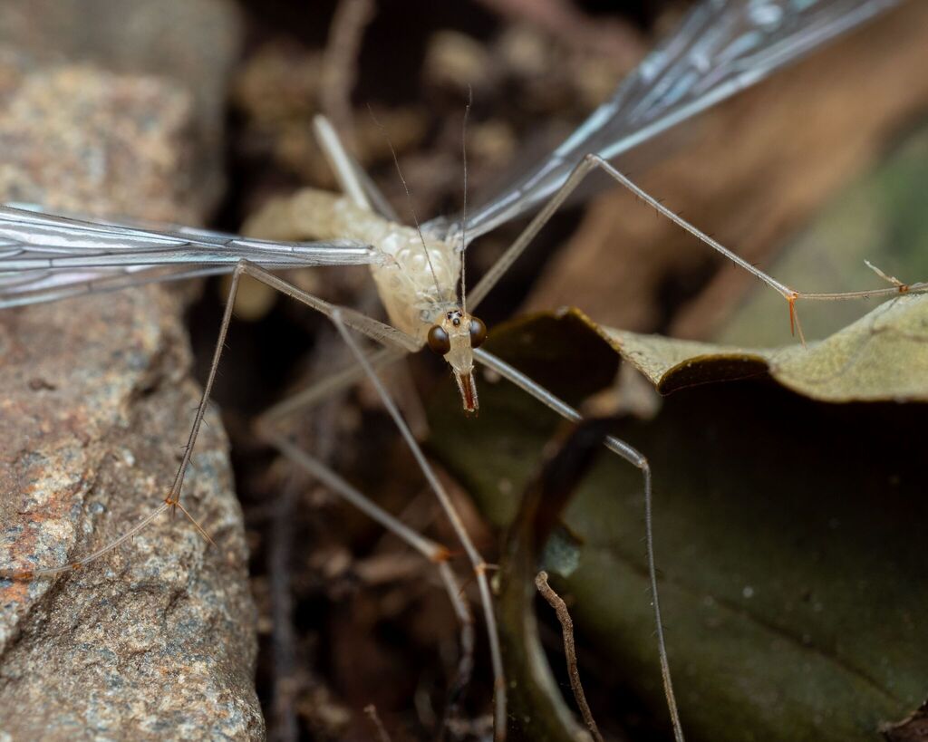 Black-tipped Hangingfly