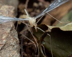 Black-tipped Hangingfly