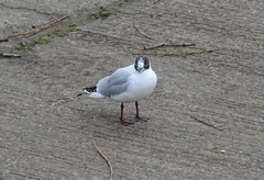 Chroicocephalus ridibundus