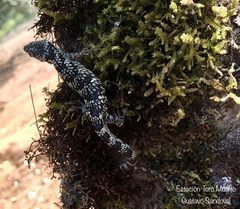 Abronia martindelcampoi