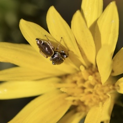 Sassacus