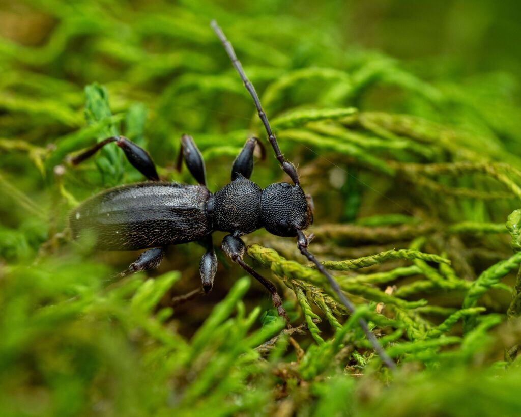 Michthisoma heterodoxum