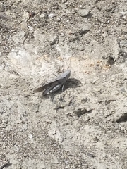 Trimerotropis thalassica