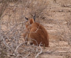 Caracal caracal caracal