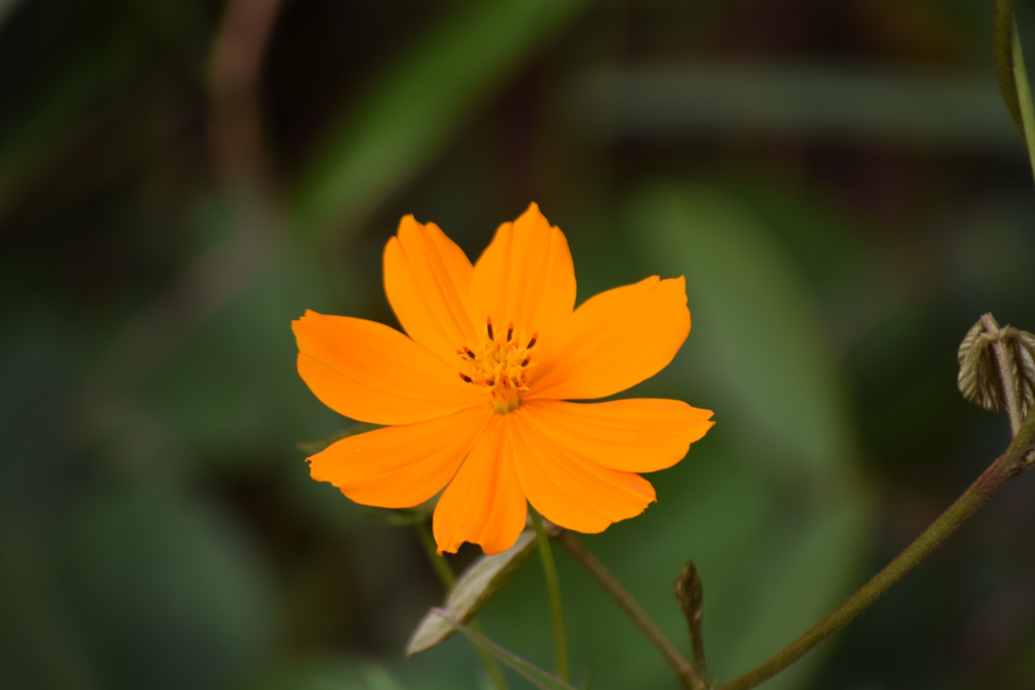 Cosmos sulphureus