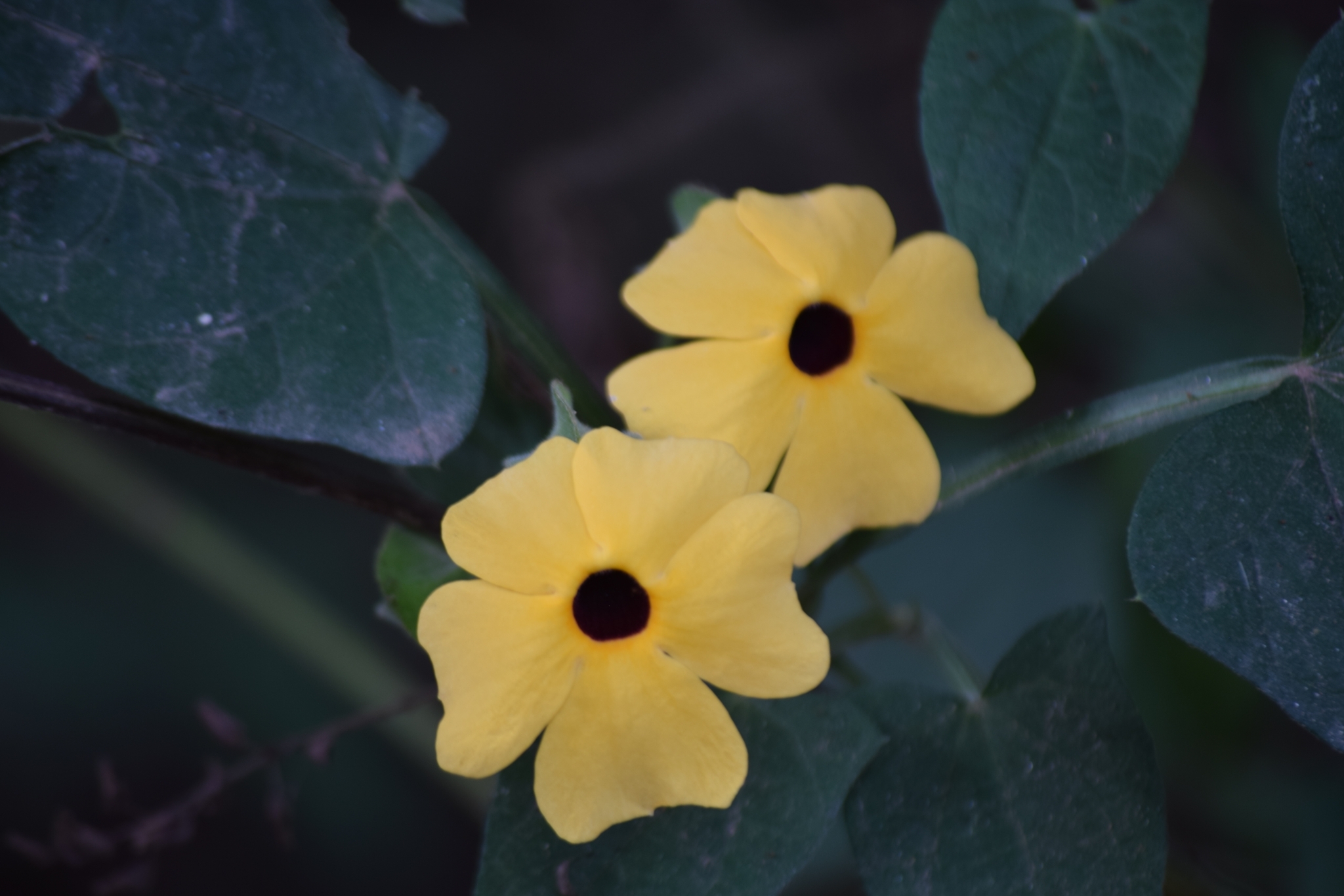 Thunbergia alata