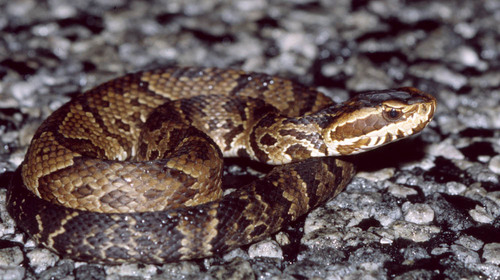 Florida Cottonmouth