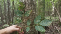 Fraxinus caroliniana