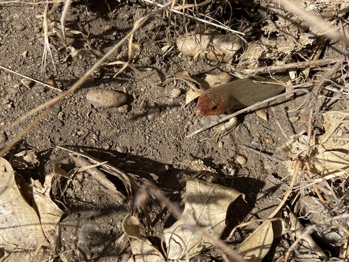 iNaturalist observation photo of Gilbert's Skink