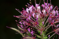 Polanisia dodecandra riograndensis