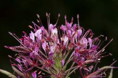 Polanisia dodecandra riograndensis