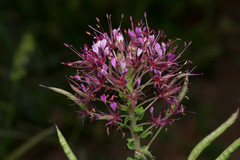 Polanisia dodecandra riograndensis