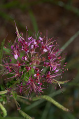 Polanisia dodecandra riograndensis