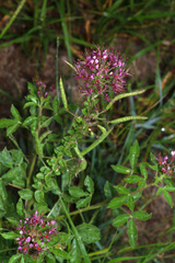 Polanisia dodecandra riograndensis