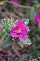 Cistus