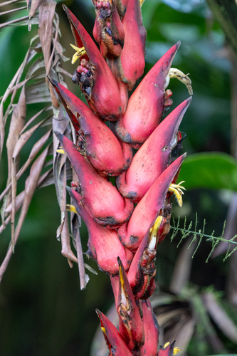 Heliconia ramonensis (Heliconia ramonensis)