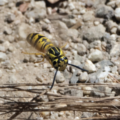 Vespula sulphurea