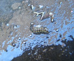 Amblyosyllis