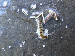 Amblyosyllis