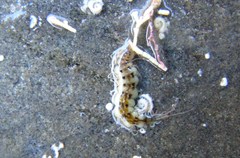 Amblyosyllis